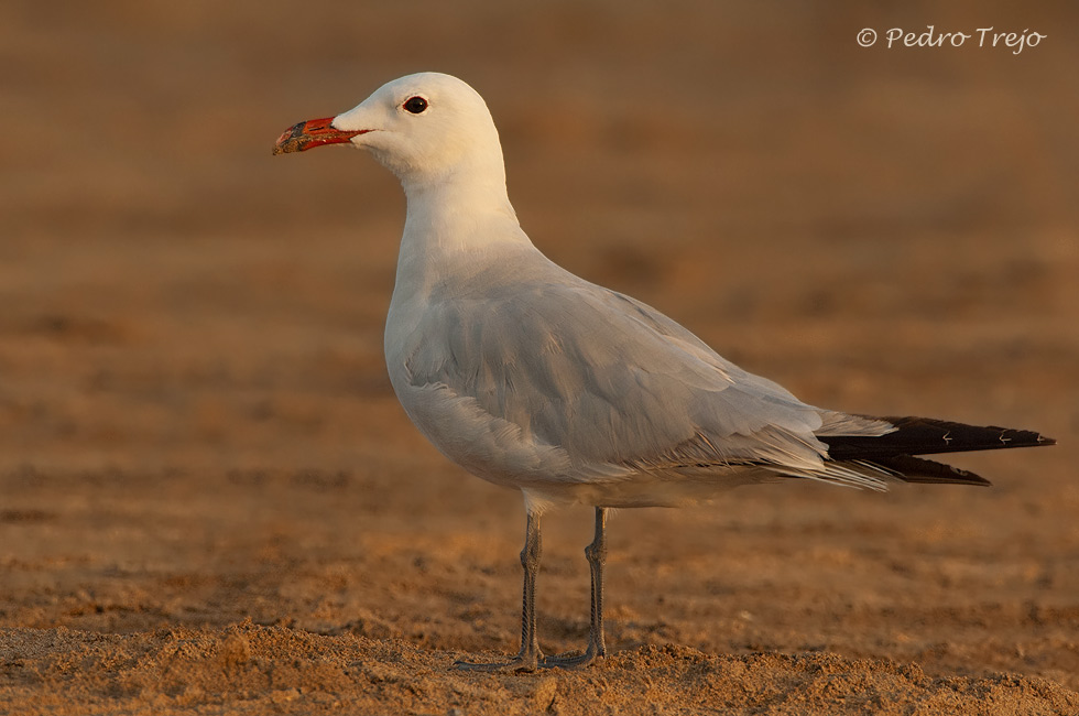 Gaviota de Audouin (Larus audouinii)